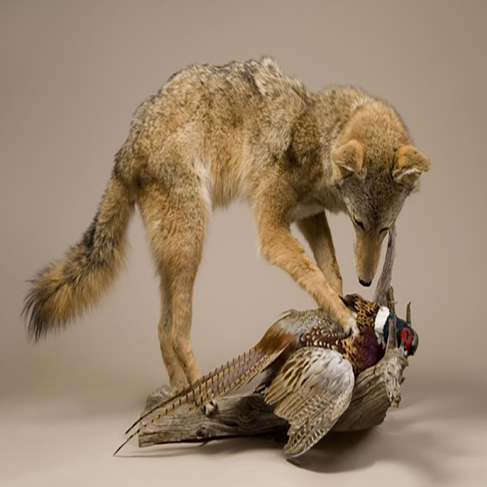 Coyote with Pheasant