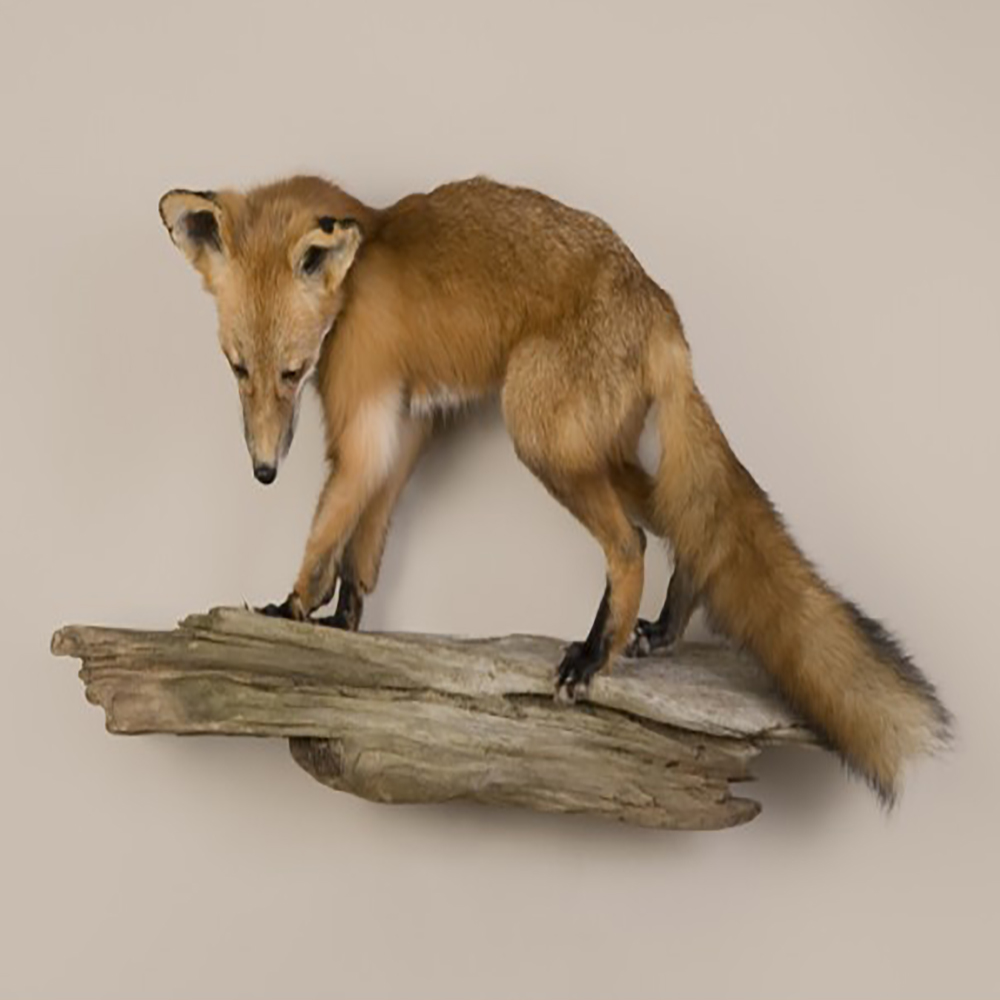 Fox (Red)