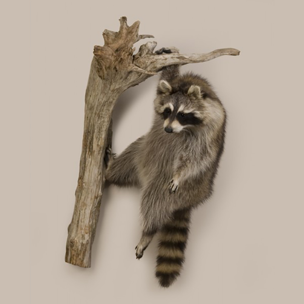 Hanging Raccoon