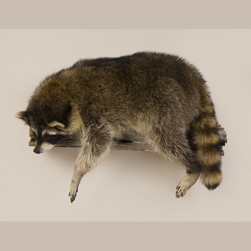 Laying Raccoon