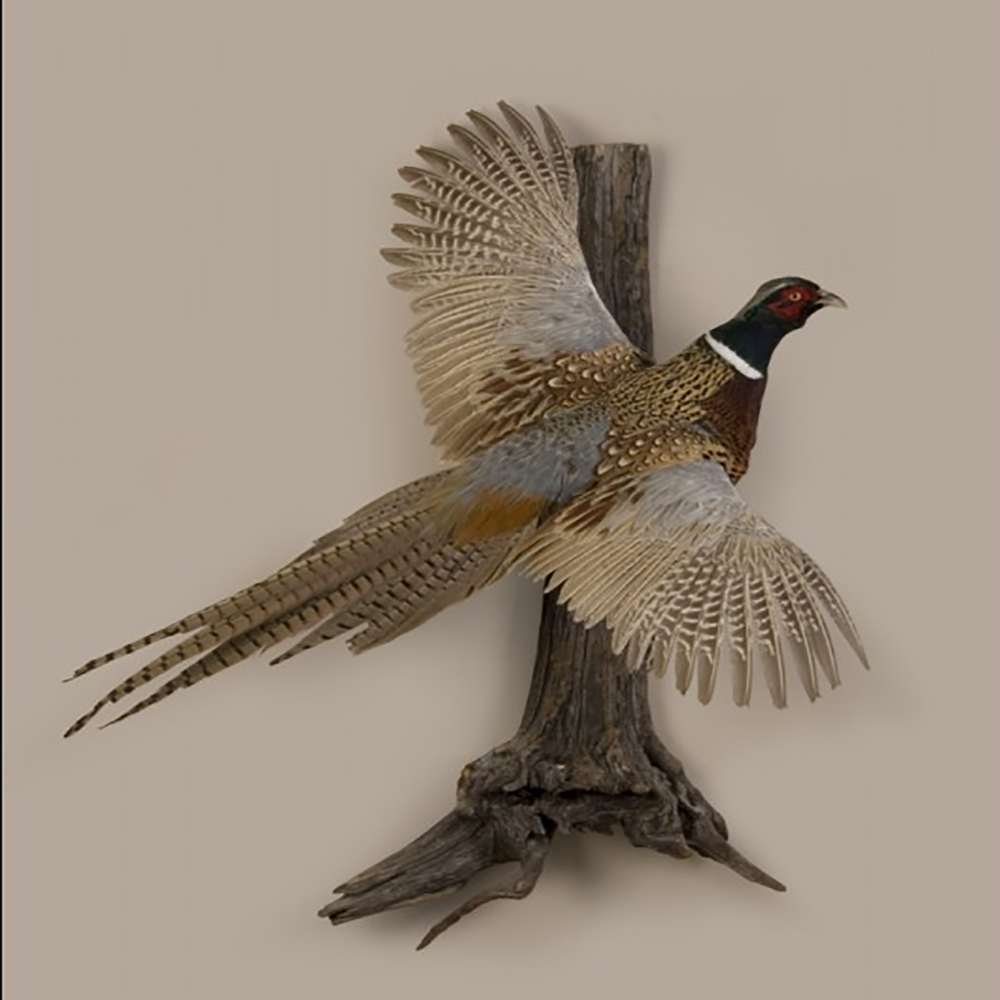 Golden Pheasant (Flying)