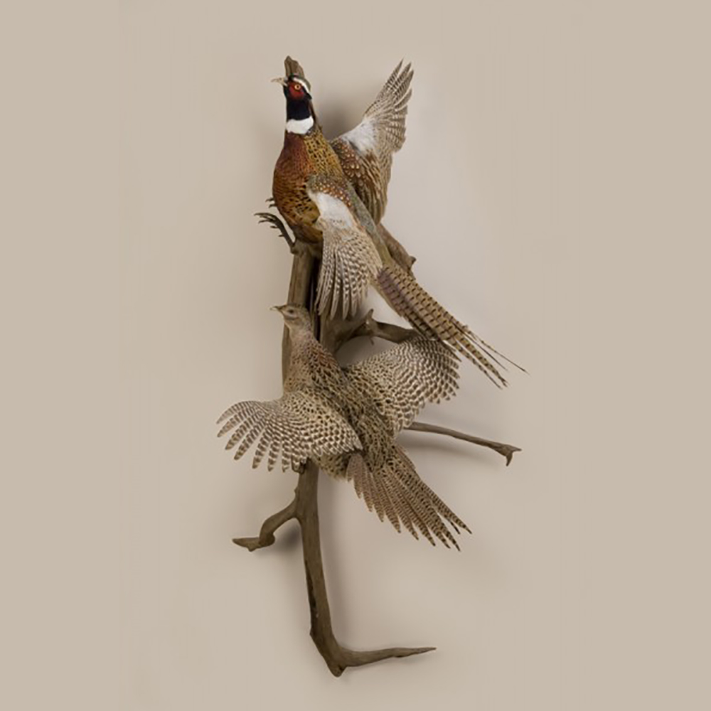 Double Ringneck Pheasants (Flying)