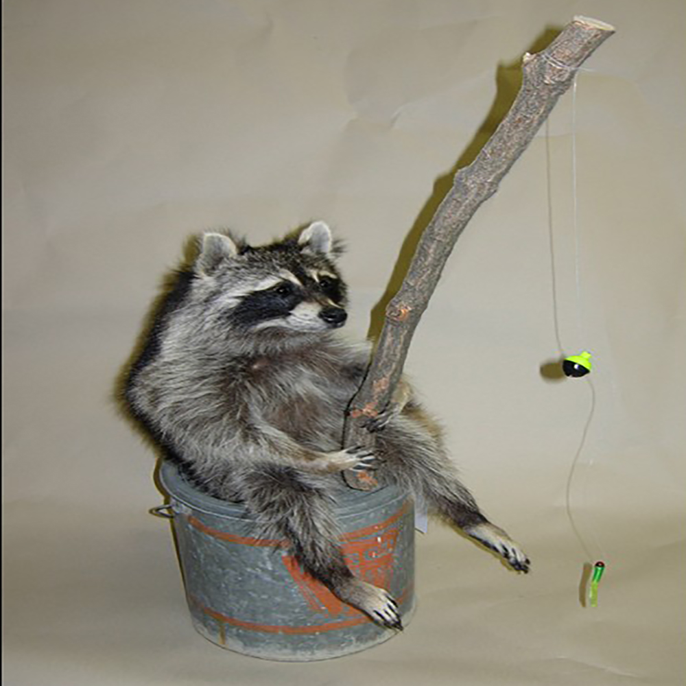 Fishing Raccoon on a Minnow Bucket