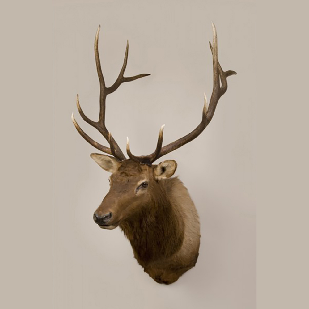 Elk