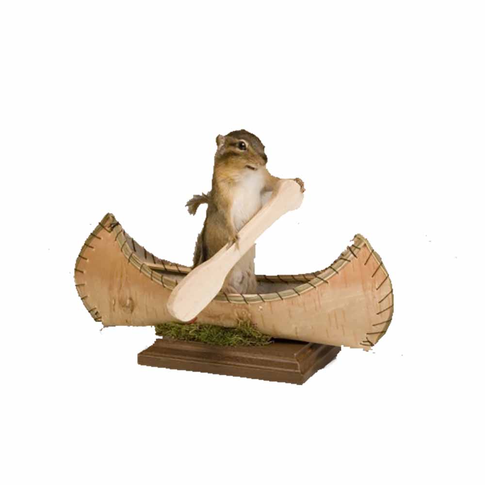 Chipmunk in a canoe